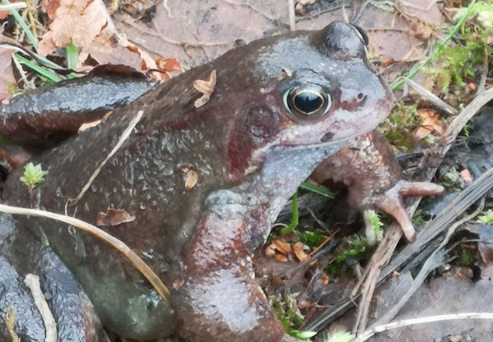 Frogs in our pond, Spring 2021